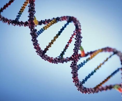 ДНК британцев помогло обнаружить гены ожирения и шизофрении