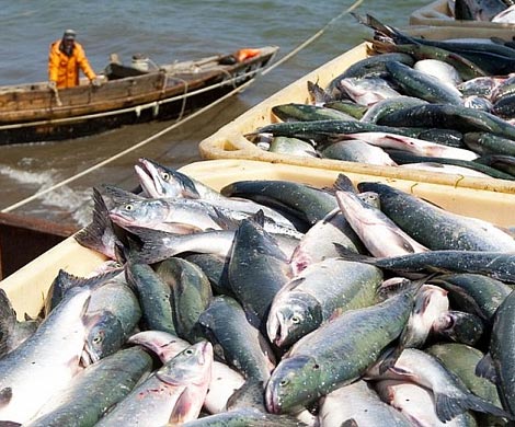 Доля рыбной отрасли промпроизводства Камчатки увеличилась  на 10%