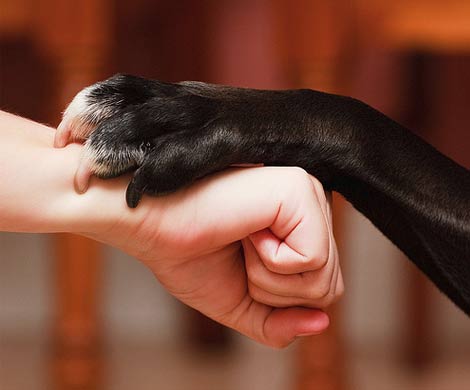 Дружба человека и собаки держится на окситоцине
