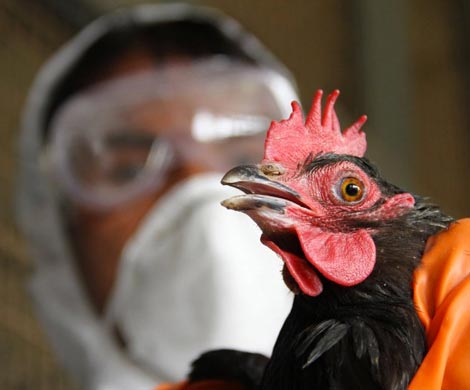 Два новых случая заражения птичьим гриппом выявлены в КНР