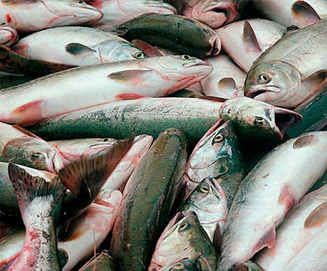 ФАС обязала «Русское море» в течение месяца объяснить рост цен на рыбу
