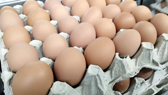 ФАС предложила ретейлерам на время ограничить наценку на куриные яйца. Но это не спасет ситуацию…