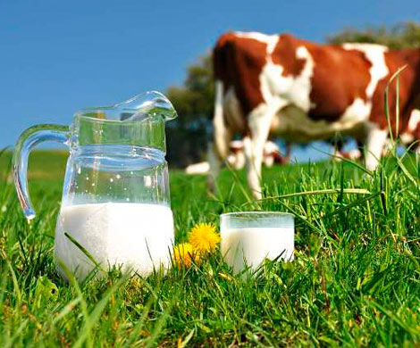 Фермерское молоко опасно для здоровья