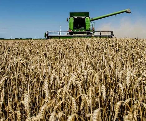 FT пророчит РФ лидерство на мировом рынке пшеницы