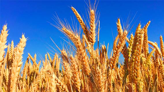 Генеральный директор AGCO заявил, что ожидает сохранения дефицита зерна в следующем году