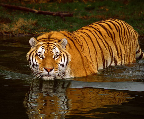 Генетики смогут восстановить вымершую популяцию тигров в Средней Азии