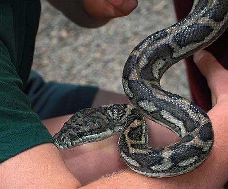 Гены роста конечностей у змей отвечают за развитие пениса 