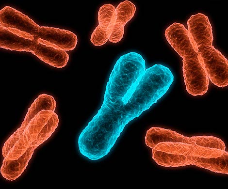Гены Y-хромосомы помогают мужчинам выживать
