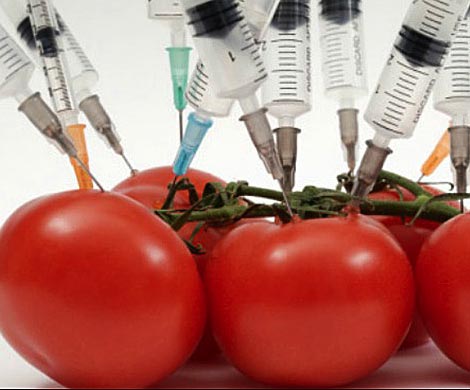 ГМО-помидоры помогут сохранить молодость