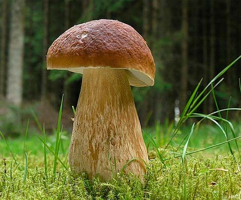 Грибная пора Грибная пора