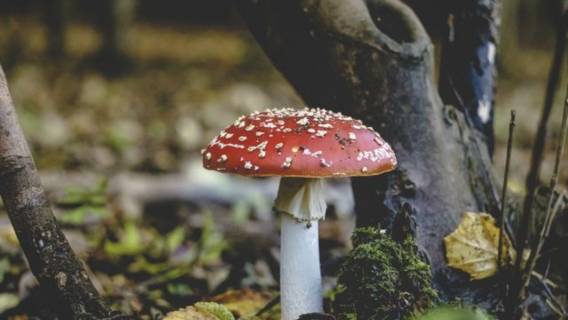 Грибной апокалипсис: как изменение климата угрожает человечеству новыми инфекциями