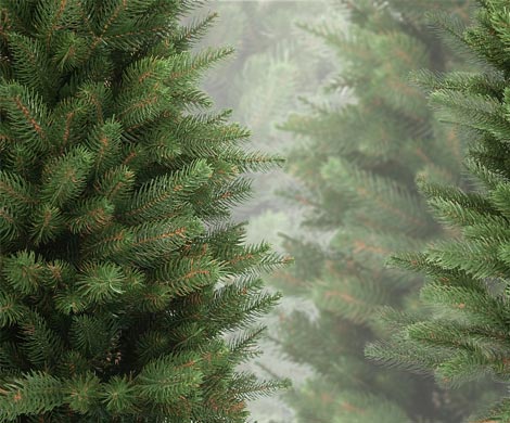 Гринпис призывает покупать на Новый год живые елки