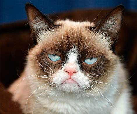 Grumpy Cat станет героем рождественского кинофильма