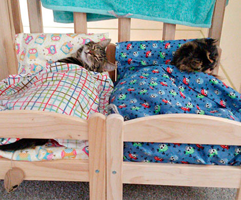 IKEA подарила кошкам из канадского приюта кукольные кроватки