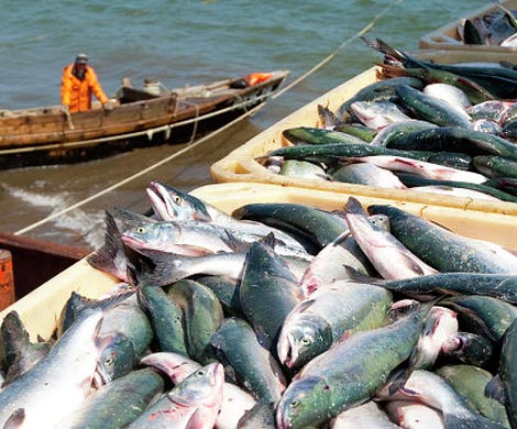 Иран: препятствий для поставок рыбной продукции из РФ нет Иран: препятствий для поставок рыбной продукции из РФ нет