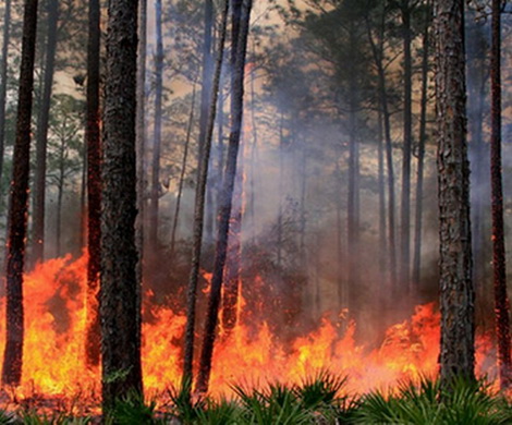 Иван Валентик провел заседание Федерального штаба по координации деятельности по тушению лесных пожаров