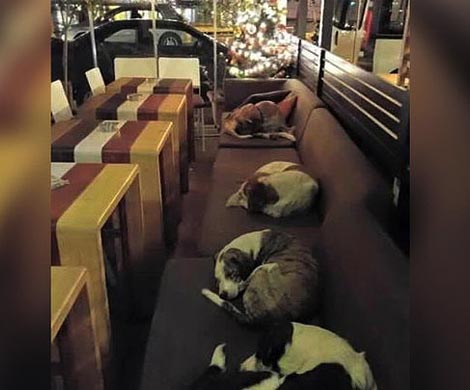 Кафе в Греции стало ночным приютом для бездомных собак