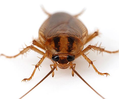 Каждый таракан неповторим: у насекомых нашли индивидуальные черты «характера»  