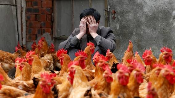 Китай зафиксировал первый случай заболевания человека птичьим гриппом H10N3