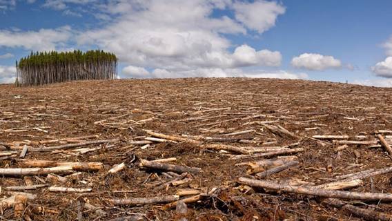 Китайские банки обвинены в спонсировании вырубки лесов по всему миру