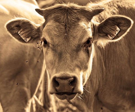 Когда антибиотики не помогают: коровы могут спровоцировать глобальную эпидемию