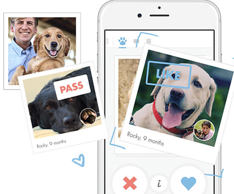 Компания Tinder запустила приложение для знакомств животных
