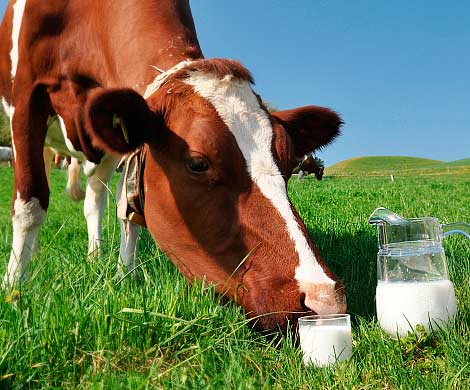 Коровье молоко необходимо детям для защиты от дефицита витамина D