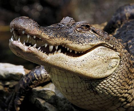 Крокодилы могут быть друзьями человека не хуже собак