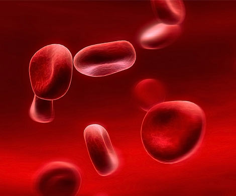 Кровяные клетки стали проходными для агрессивных спор
