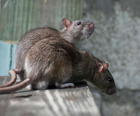 Крысы Нью-Йорка могут стать разносчиками бубонной чумы