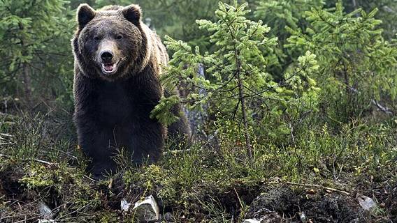 Электропастух от медведей не проспит охрану