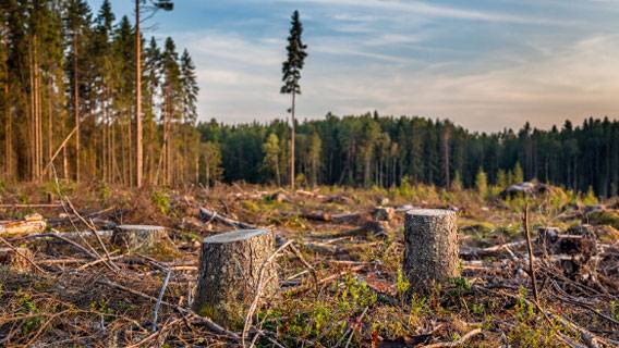 Лес на Байкале вырубят, ...но аккуратно