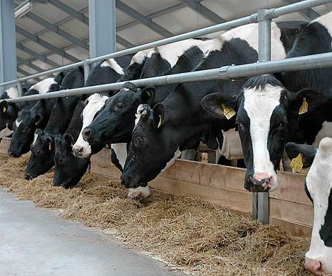 Литва прогнозирует гибель животноводческой отрасли страны из-за санкций РФ