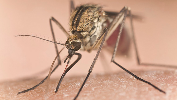 Малярийные комары чувствуют токсины с помощью лапок