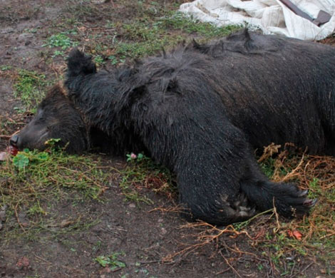 Медведь, напавший на мужчину под Воронежем, мог быть болен бешенством