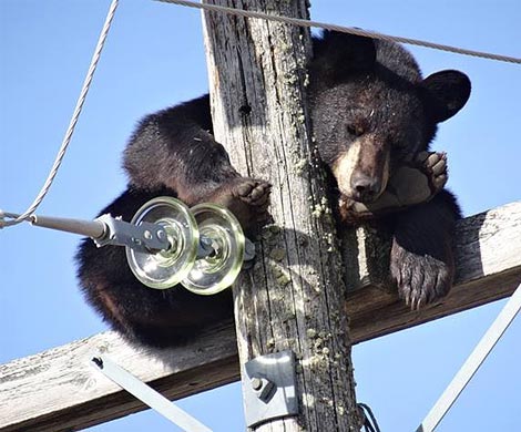 Медведи захватывают город в Канаде