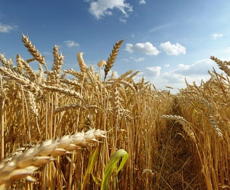 Мексика и Китай увеличат импорт российской пшеницы 