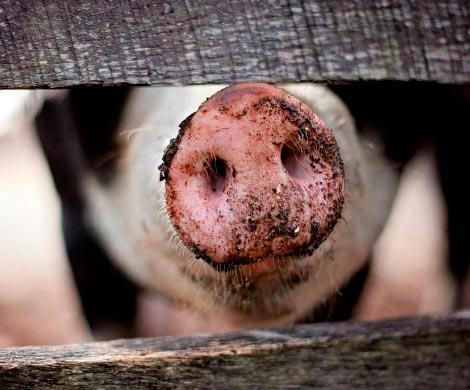 Мексика введет рекордные пошлины на свинину из США