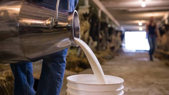 Молоко - в овраг. Из-за снижения закупочных цен российские фермеры несут убытки