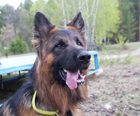 Мосгордума рассмотрит запрет на содержание крупных собак в квартирах