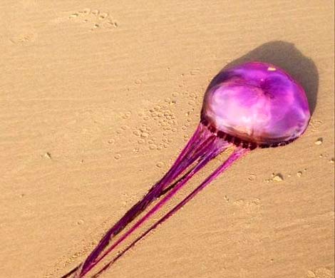 На австралийском пляже нашли медузу с несколькими ртами