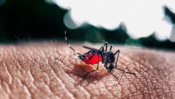 На Филиппинах резко возросло число жертв лихорадки денге