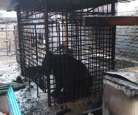 На Урале при пожаре в бане пострадал бурый медведь