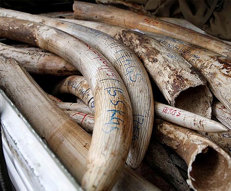 На Великобритании могут запретить продажу слоновой кости. Другие страны на очереди?