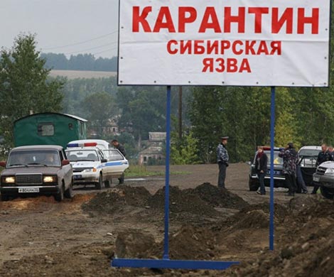 На Ямале с подозрениями на сибирскую язву госпитализировано 90 человек На Ямале с подозрениями на сибирскую язву госпитализировано 90 человек