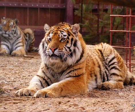 Немецкие ученые доказали, что амурского тигра не существует 