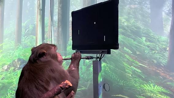 Neuralink Илона Маска показала обезьяну, играющую в видеоигры с помощью мозгового чипа