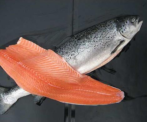 Норвежский лосось теперь  дороже нефти