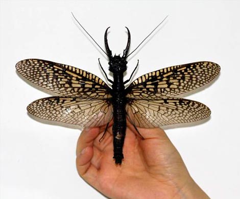 Обнаруженное в Китае насекомое, признано самым крупным в мире