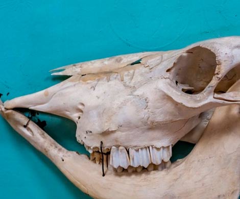 Обнаружены останки одного из крупнейших хищных млекопитающих на Земле